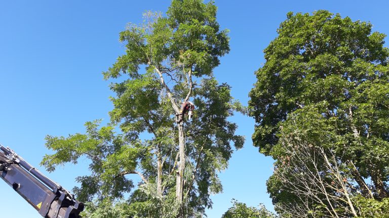 Elagage d'arbres en hauteur